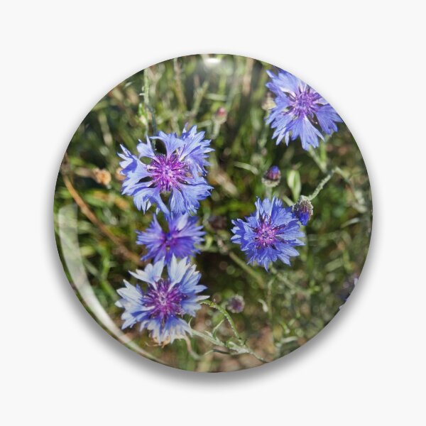 Artikelvorschau, Kornblumen entworfen und verkauft von tomg.