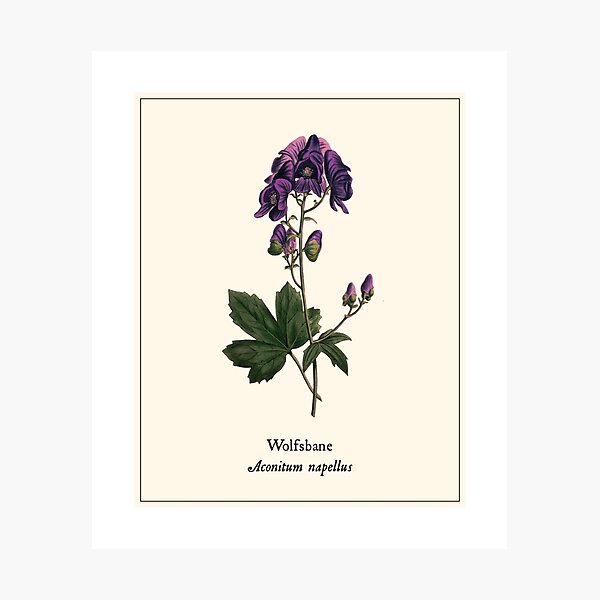 Item preview, Wolfsbane - Aconitum napellus, Vintage Botanical Illustration, Monkshood Plant Magic, Witches Herbs designed and sold by Larkwort.