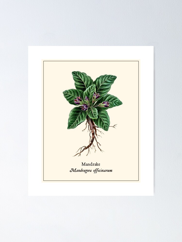 Antique Illustration Of Mandrake Plant Stock Illustration