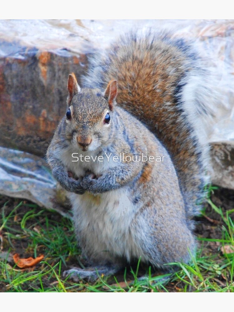 "Unique Squirrel Colors" Poster by SteveYellowbear | Redbubble