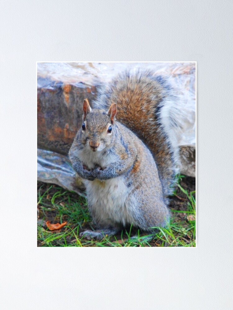 "Unique Squirrel Colors" Poster by SteveYellowbear | Redbubble