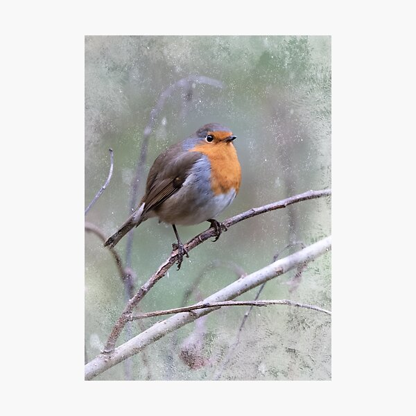 Red robin Photographic Print