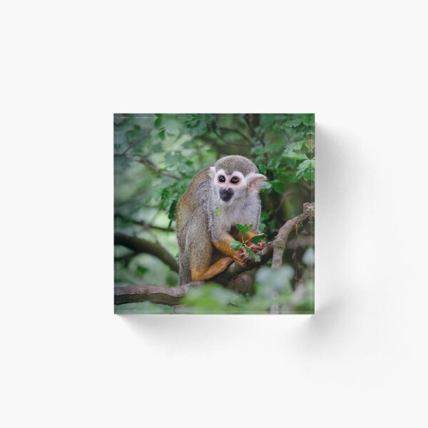 Squirrel Monkey Acrylic Block