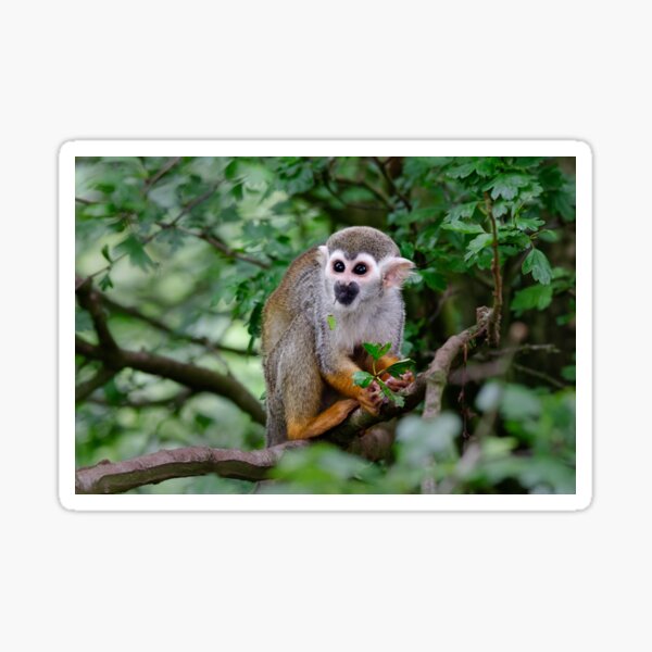 Squirrel Monkey Sticker