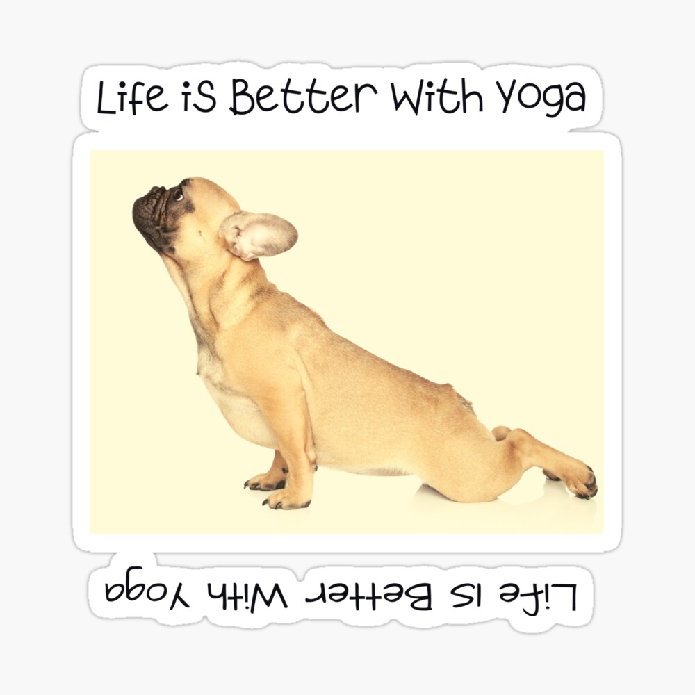 Yoga Dog Pose. Funny Yoga Dog Meme