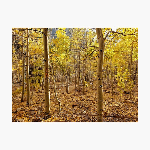 Item preview, Golden Aspens designed and sold by AmeliaOphelia.