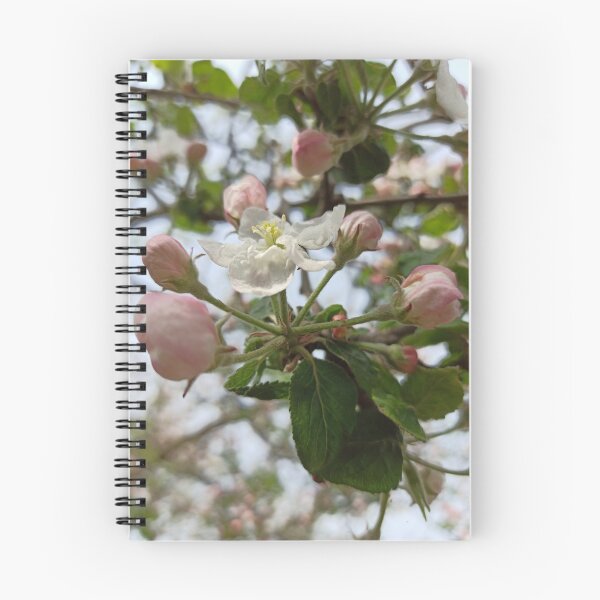 Artikelvorschau, Apfelbaumblüten blühen Fotografie entworfen und verkauft von EllianhPi.
