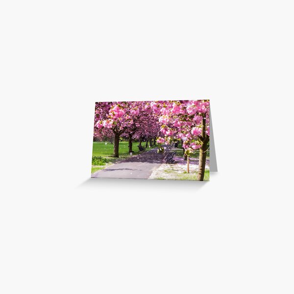Cherry Blossom Breeze Greeting Card
