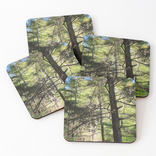 Item preview, Inverkip Forrest Inverclyde Scotland (3) designed and sold by Scottish Photography .