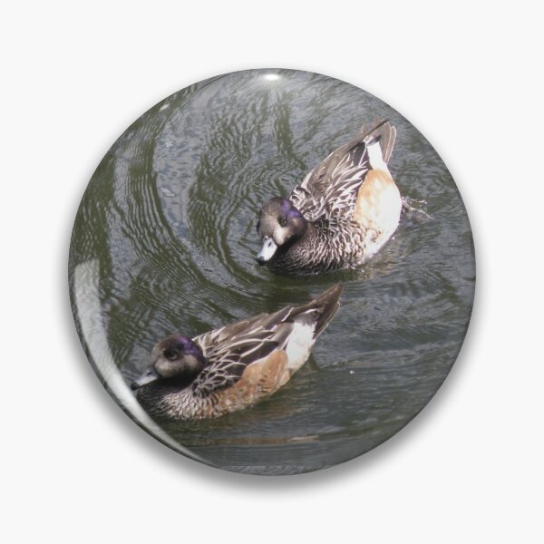 Item preview, Chiloe Wigeon Ducks Follow the Leader Photograph designed and sold by naturegallery.