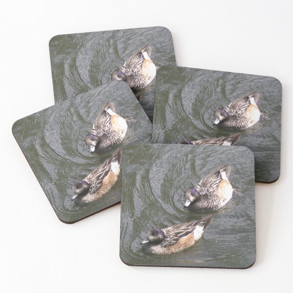 Item preview, Chiloe Wigeon Ducks Follow the Leader Photograph designed and sold by naturegallery.