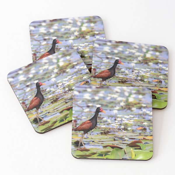 Item preview, Wattled Jacana (Jacana jacana) on water plants in the blue lagoon at Arempebe beach designed and sold by Rafael  Cerqueira.