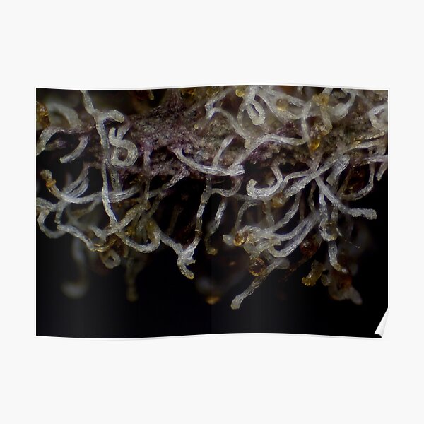 Diamond OG #2 Micrography (Print/Poster) Poster