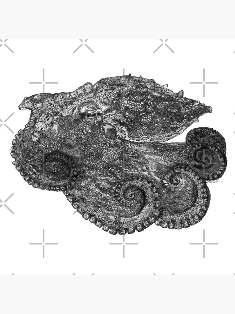 Augustus the Octopus by Wildcard-Sue