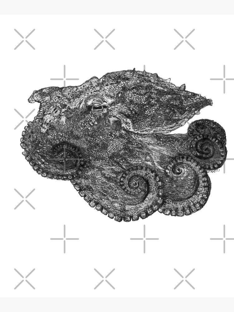 Augustus the Octopus by Wildcard-Sue
