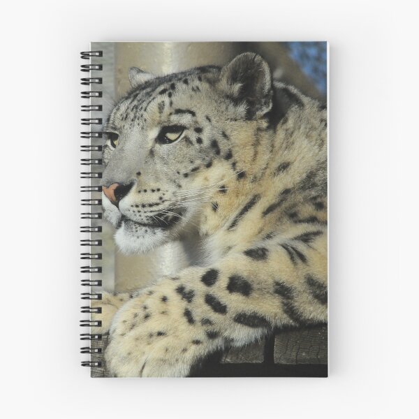 Aperçu de l'œuvre SnowLeopard regarde! créée et vendue par Christopher B Smyth.