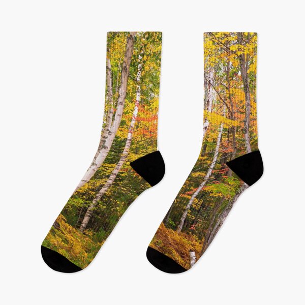 Artikelvorschau, Fall Birken im Wald von Michigan Wald entworfen und verkauft von Mike Koenig.