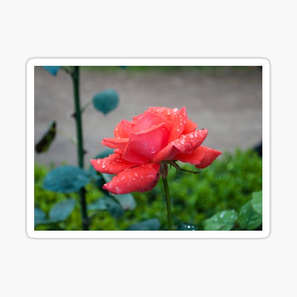 Item preview, Rose designed and sold by Maria  Varlet.