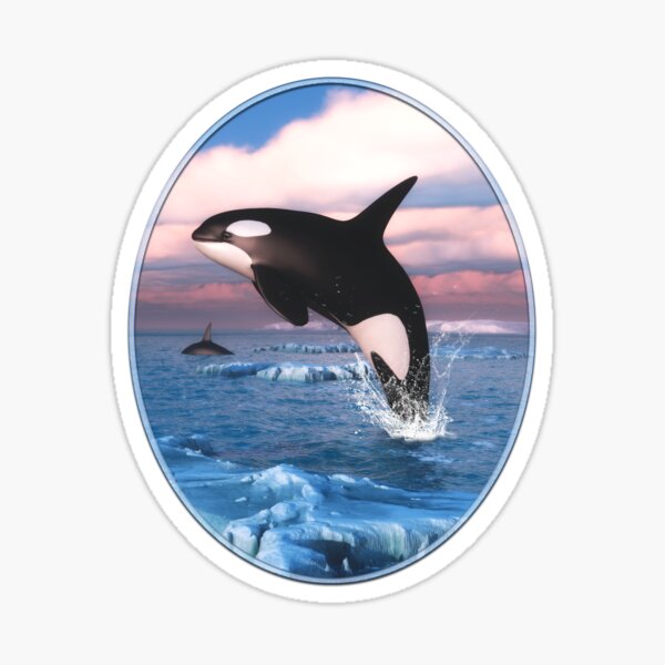 Killer Whales In The Arctic Ocean Sticker