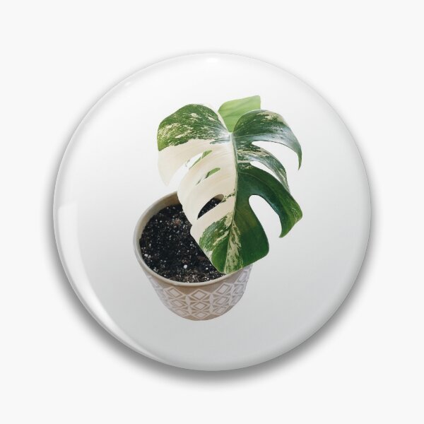 Item preview, Variegated Monstera Deliciosa designed and sold by Ben-Berk.