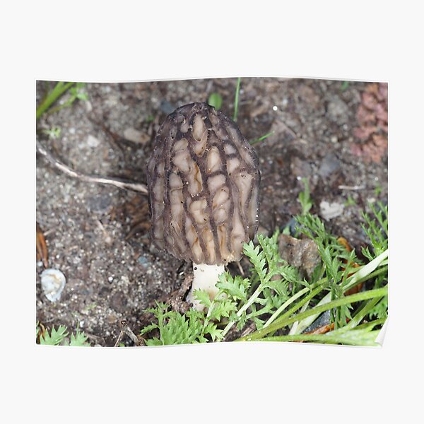 Wild black morel mushroom Poster