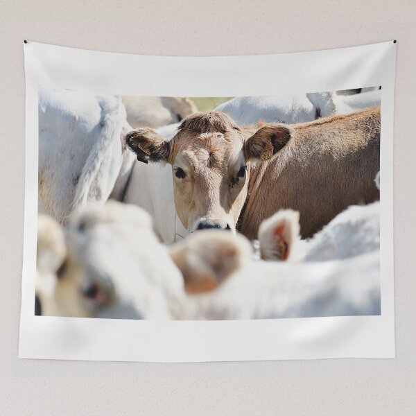 Item preview, Cows 3 designed and sold by Denis Charmot.