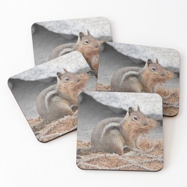 Item preview, Cascade golden-mantled ground squirrel gathering nesting material designed and sold by SDym Photography.