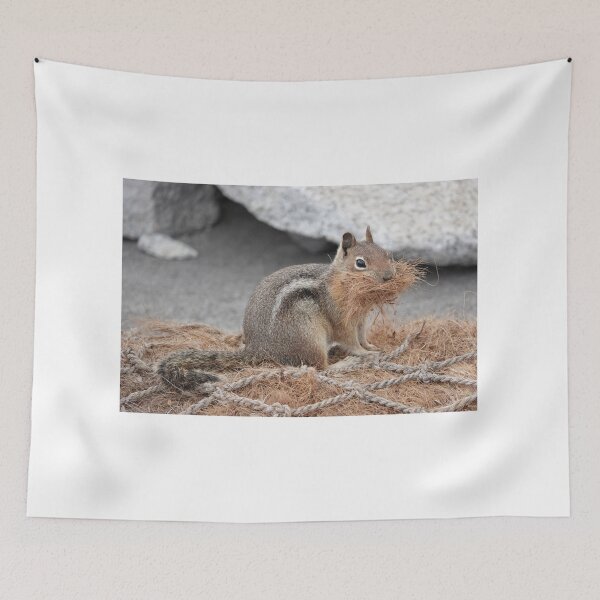 Item preview, Cascade golden-mantled ground squirrel gathering nesting material designed and sold by SDym Photography.