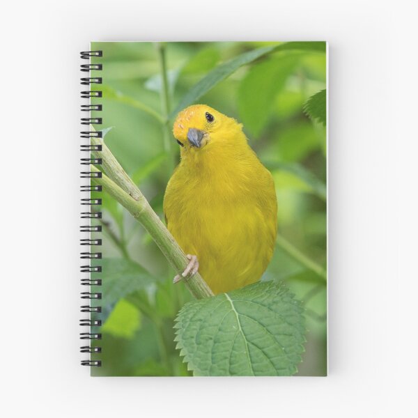 Item preview, Saffron Finch designed and sold by WorldDesign.