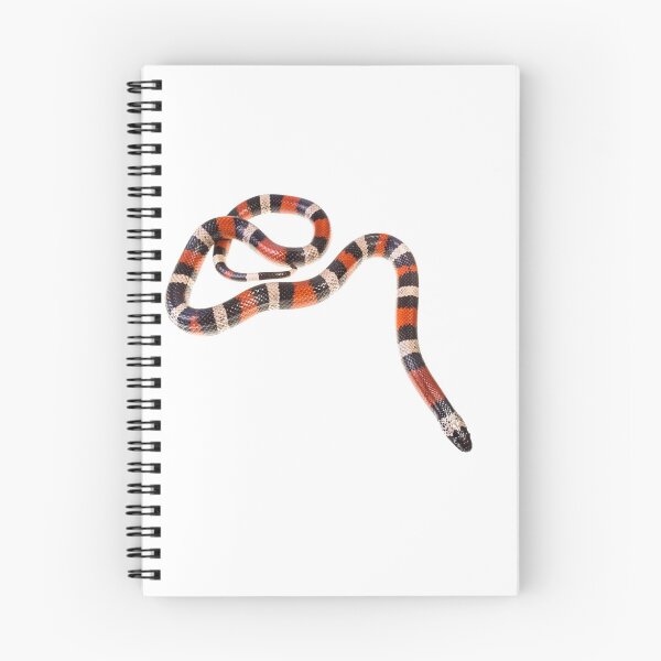 Item preview, Pueblan Milk Snake Lampropeltis triangulum campbelli designed and sold by Emanuele Biggi.