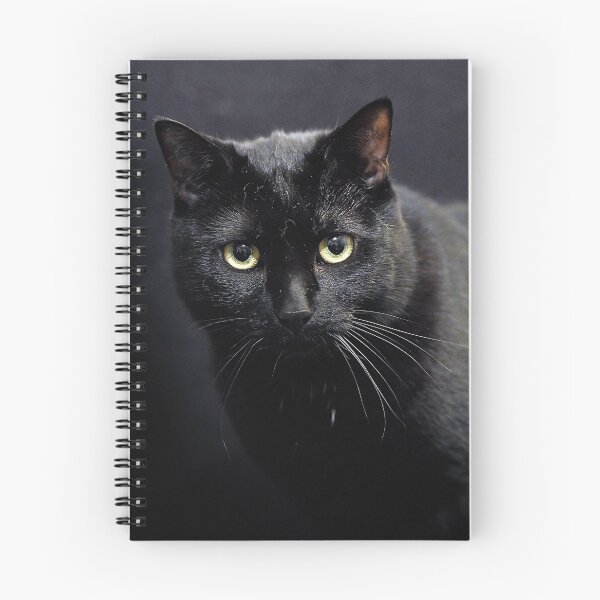 Aperçu de l'œuvre Chat Noir créée et vendue par Denis Charmot.