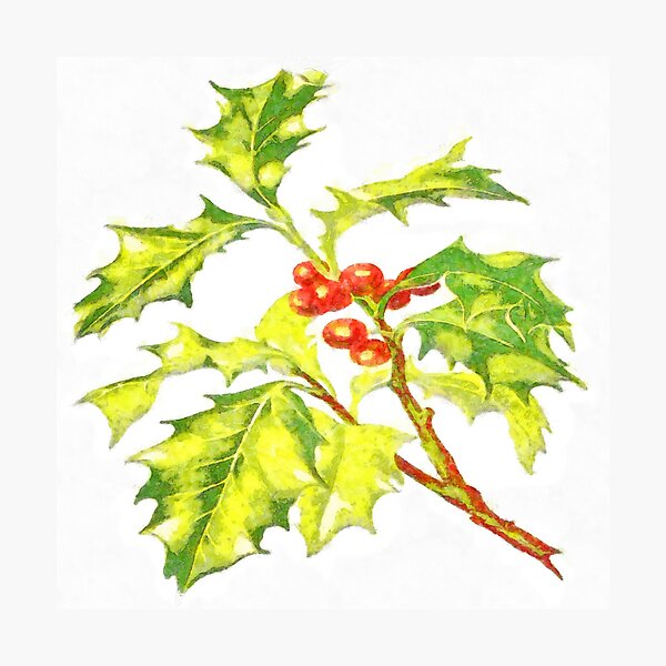 Watercolor Botanical Illustration Of Christmas Holly Photographic Print