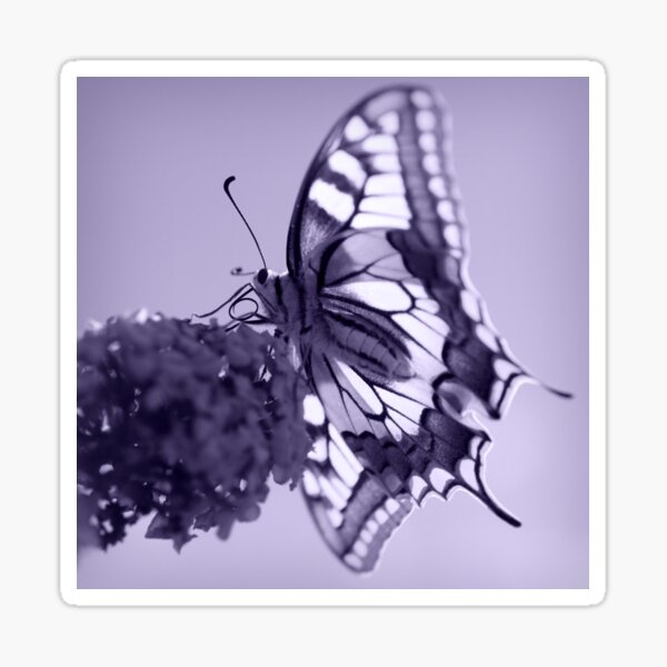 Swallotail Butterfly Photography Sticker