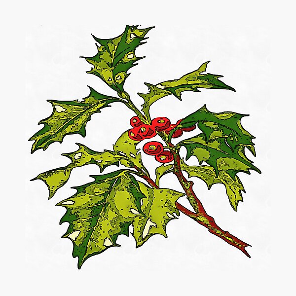 Black Outline Art Of Christmas Holly Photographic Print