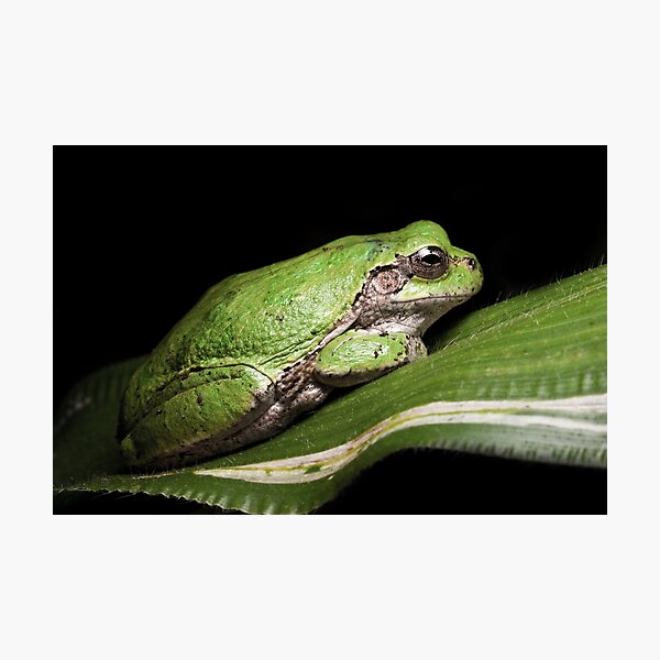 Hylid Photographic Print