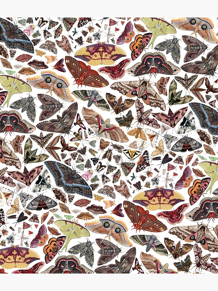 Moths of North America Pattern by JadaFitch