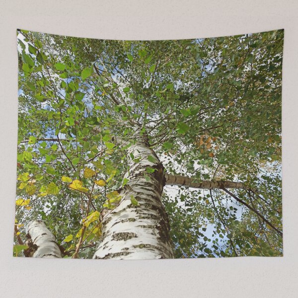 Item preview, Birch Tree, going up the tree photography designed and sold by EllianhPi.