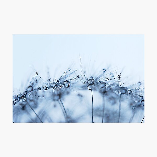 From Outer Space - Dandelion Droplets Photographic Print