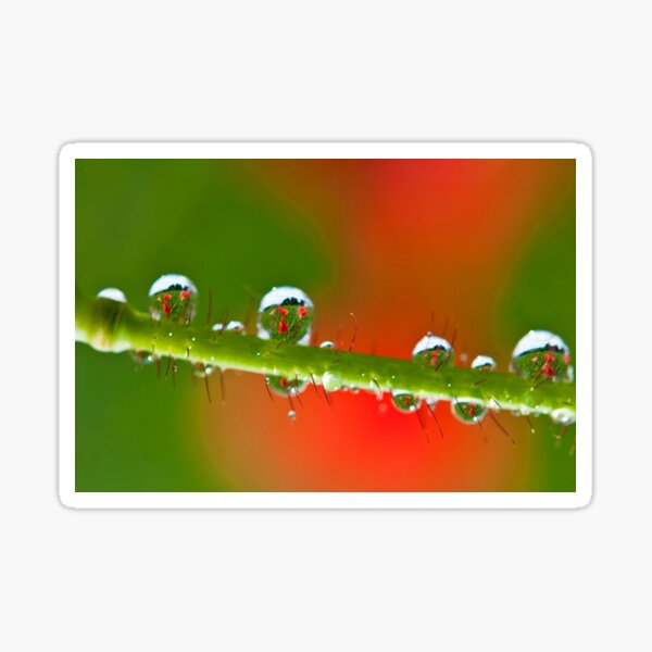 Poppies - Water Droplets Sticker