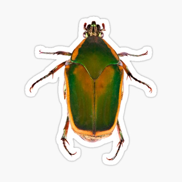 Green June Beetle Sticker