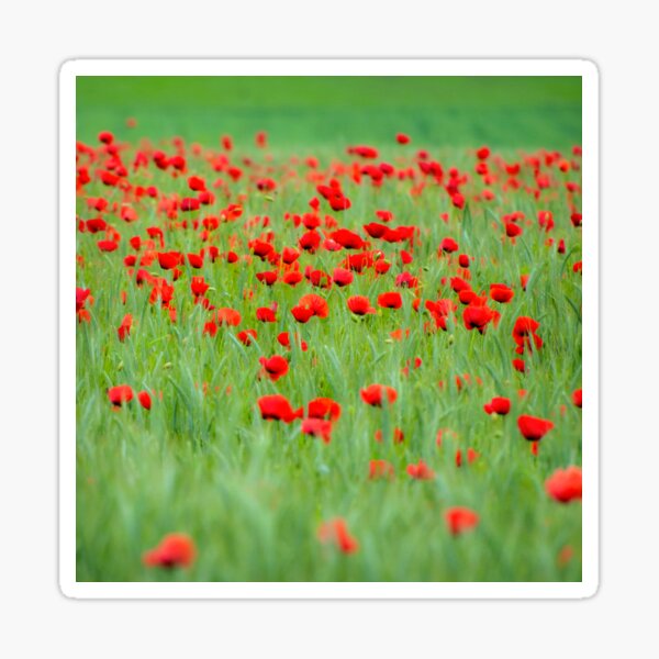 Red Dots - Poppy Field Sticker