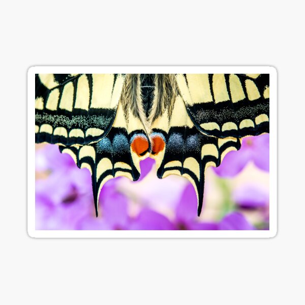 Butterfly Macro Photography Sticker