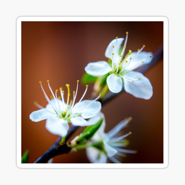 Spring Flowers Sticker