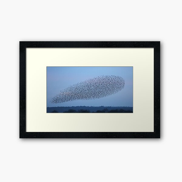 Item preview, Starlings murmuration  designed and sold by JerryTye.
