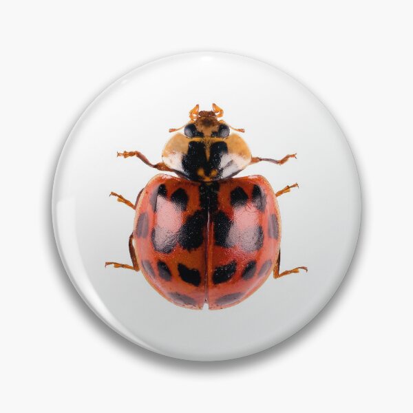 Artikelvorschau, Lady Bug entworfen und verkauft von Tim Christensen.
