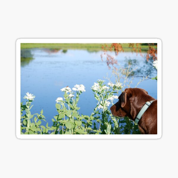 Chocolate Lab Smells the Flowers Sticker