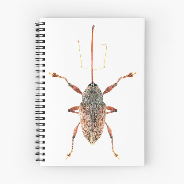 Item preview, Acorn Weevil designed and sold by Tim Christensen.