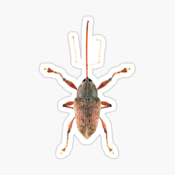 Acorn Weevil Sticker