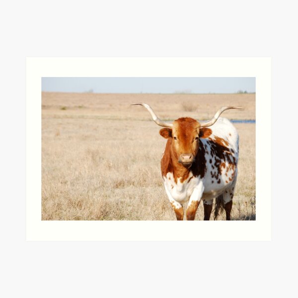 Kansas Longhorn in Pasture Art Print