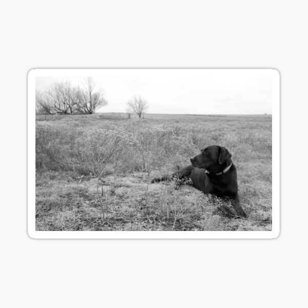 Labrador Dog in Field Sticker